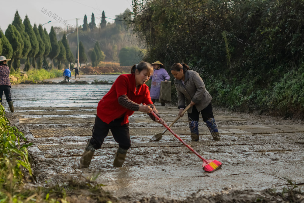 春播  早稻  抛秧