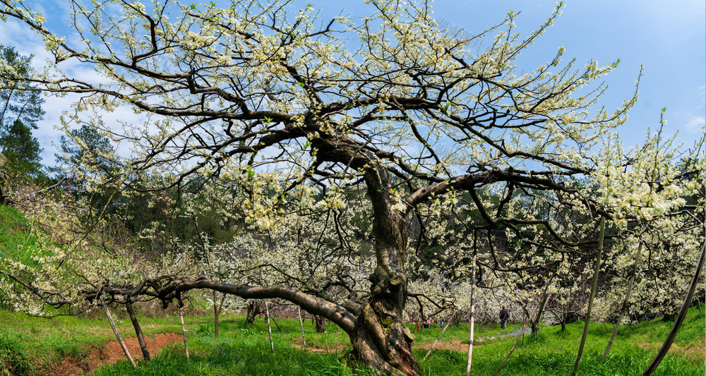 梨花 春天 盛开 花朵 树木 古树 春意盎然 田园风光 郊外 户外 自然 清新 白色 生机勃勃 乡村 绿色 草地 蓝天 枝繁叶茂 花海 李子花 花 树林 春季 枝条 植物
