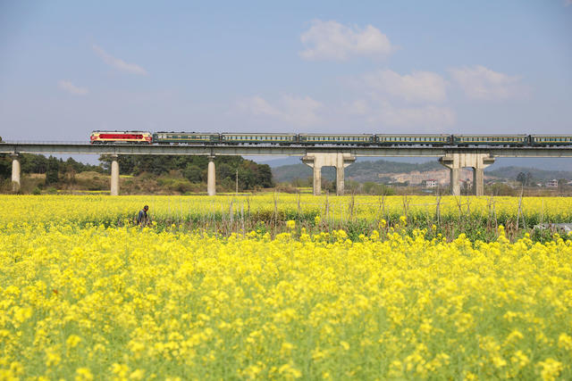 列车 油菜花