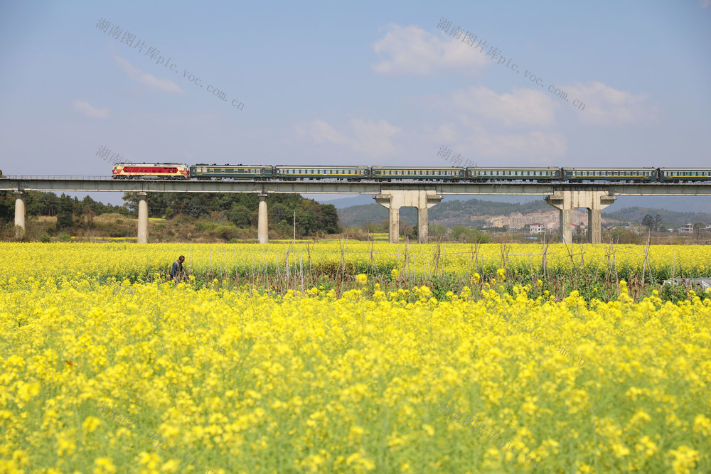 列车 油菜花