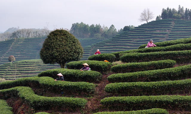 采春茶