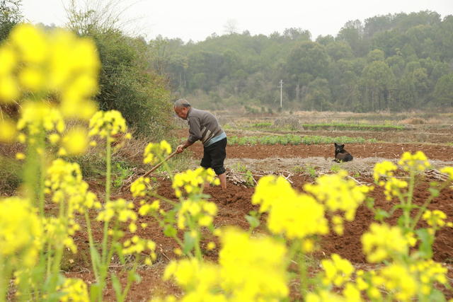 春分 将到 农事忙