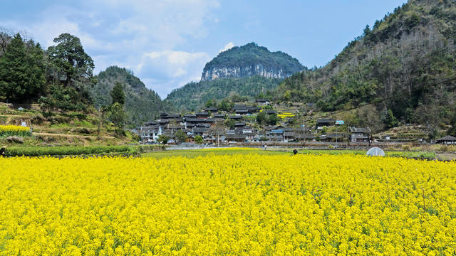 苗寨  传统 花开 春色 民居 青山 画卷
