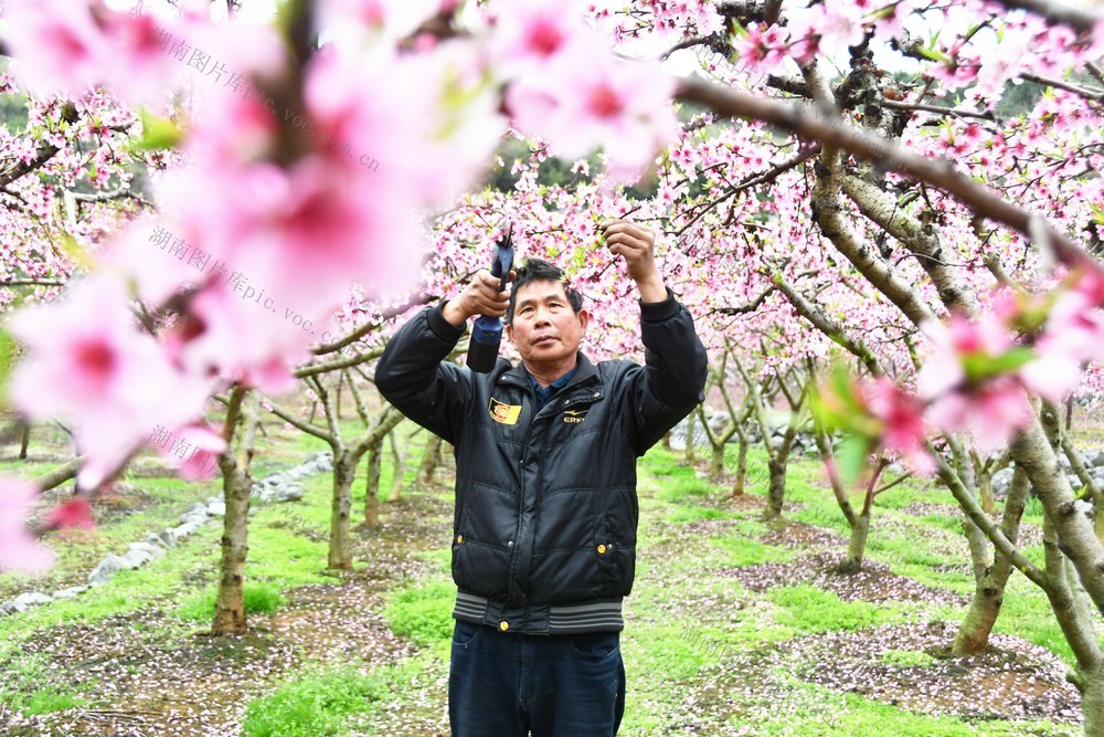 春分将至农事忙