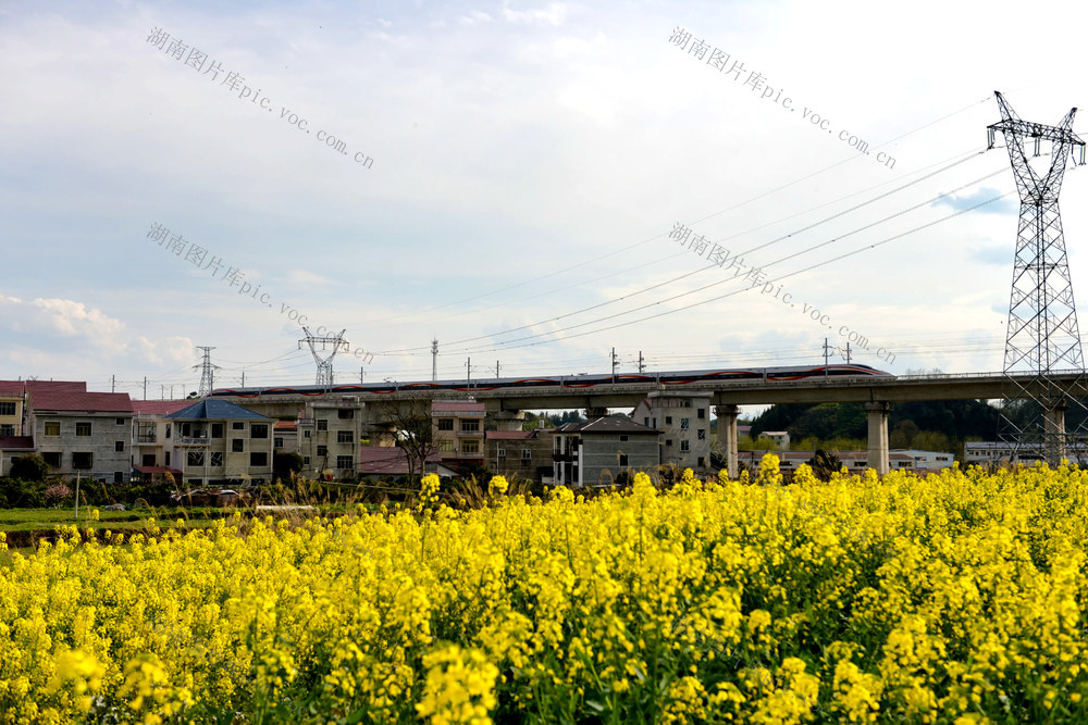 高铁  邂逅  油菜花