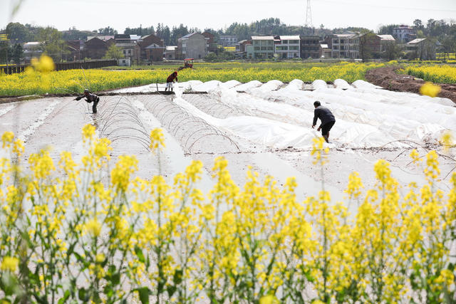 早稻 集中 育秧