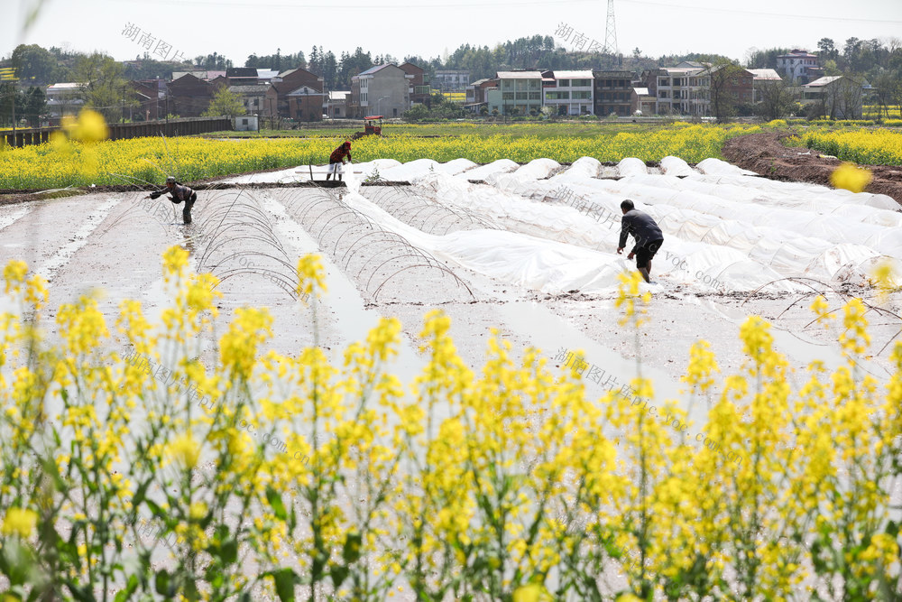早稻 集中 育秧