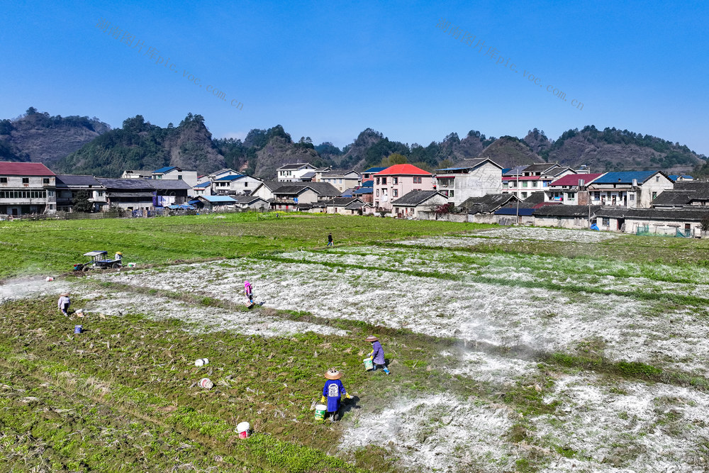 春耕 石灰 消毒 农业 田