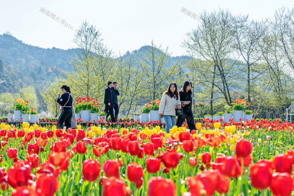 春日经济  以花为媒  乡村旅游  乡村振兴