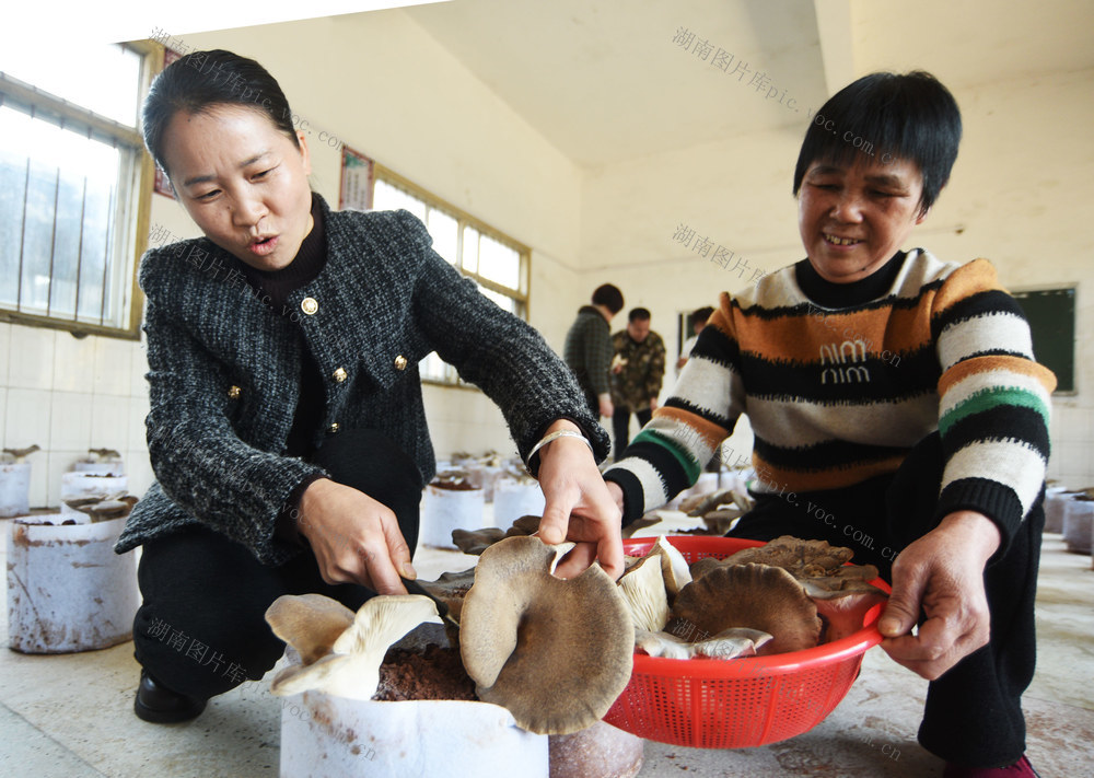 嘉禾：特色种植 助民增收