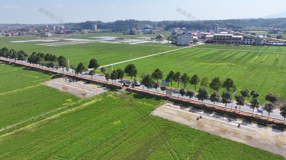 春分 育秧 农忙