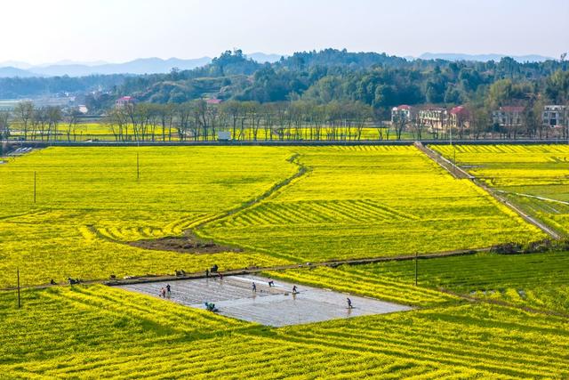 春天  春分  集中育秧  播种  粮食生产 早稻  机械化
