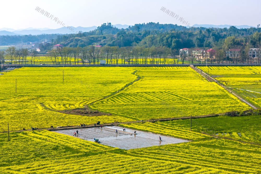 春天  春分  集中育秧  播种  粮食生产 早稻  机械化