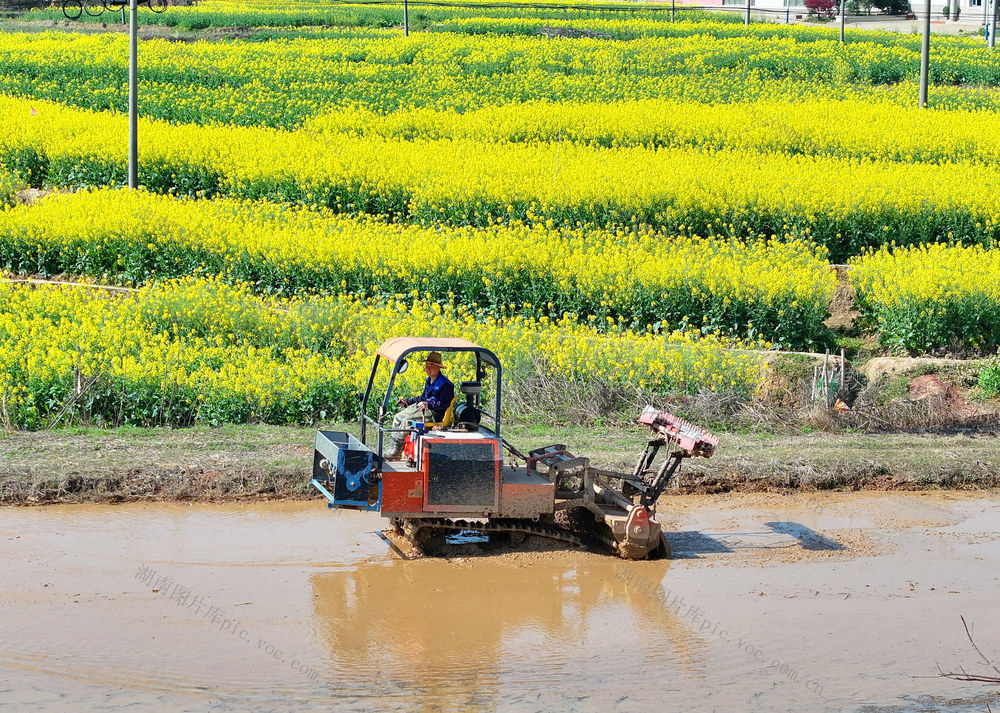 春分 农事 早稻 播种 育秧
