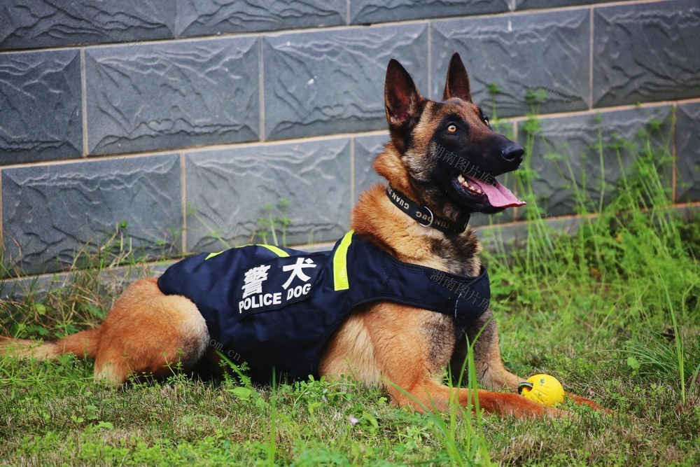公安 警犬 帅气