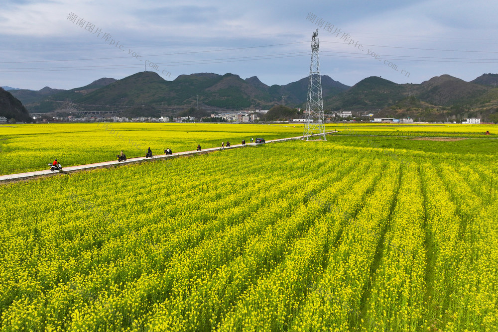 油菜花 生态发展 农文旅融合发展  乡村振兴