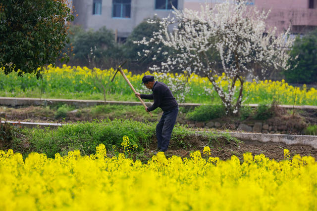湖南，龙山，劳作，春日，春花