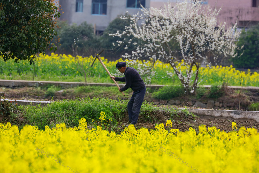 湖南，龙山，劳作，春日，春花