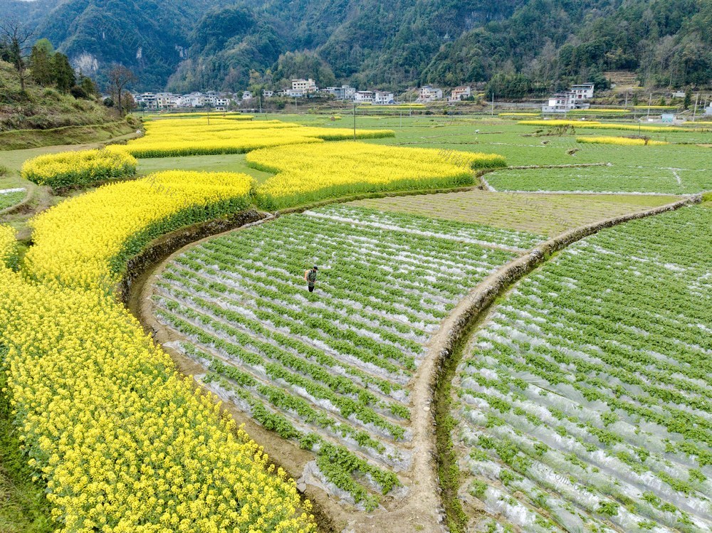 春分 农时 西门口村