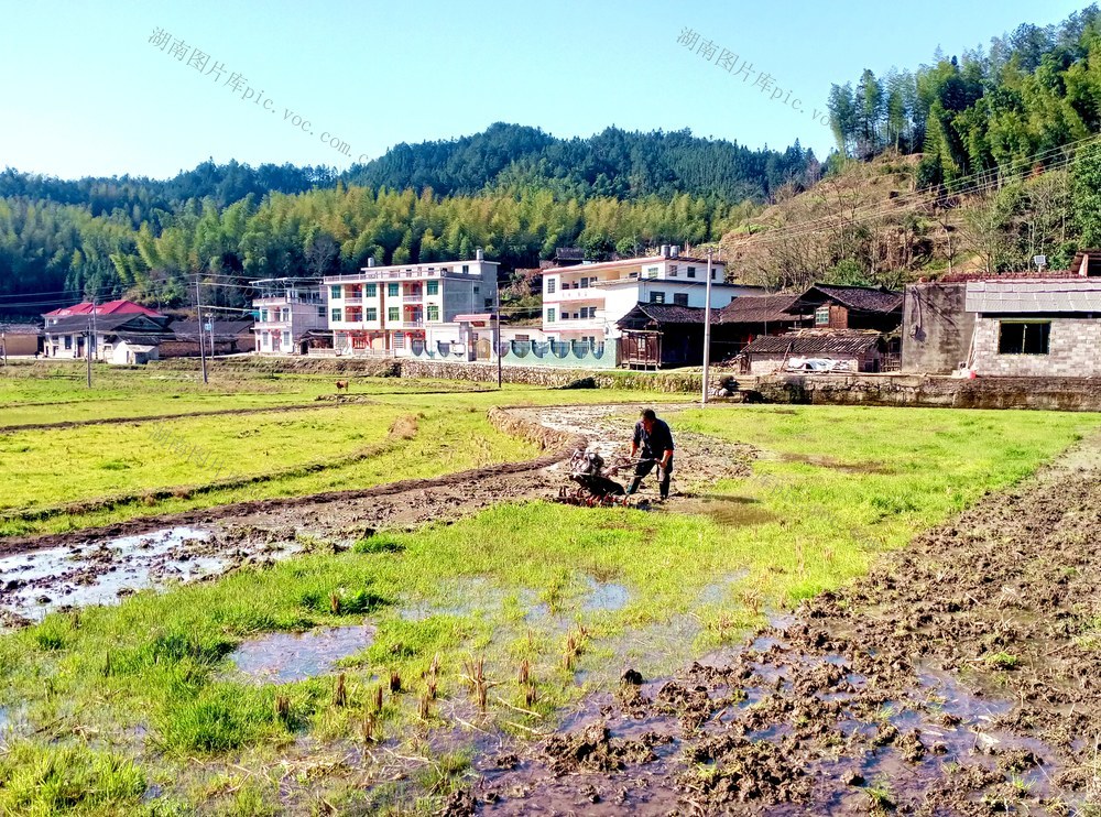 翻田  村民 增收