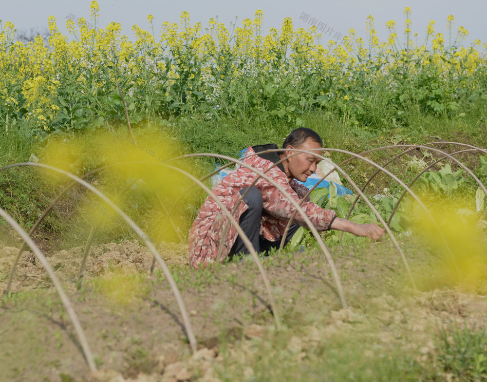 春分时节  农活忙
