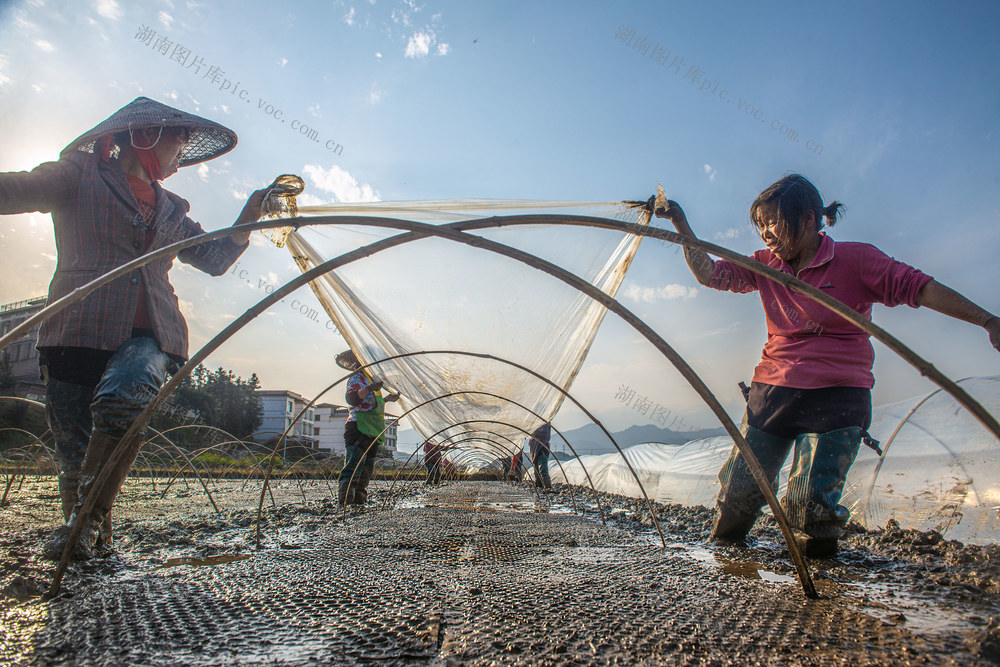 早稻    育秧    地膜   专业合作社 