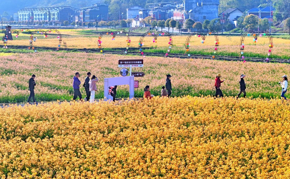湖南  常宁  油菜花  美景