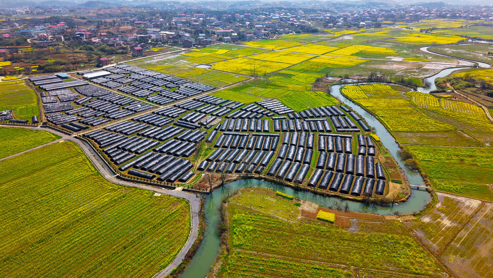 田园  大棚  河流  民居  乡村  油菜花