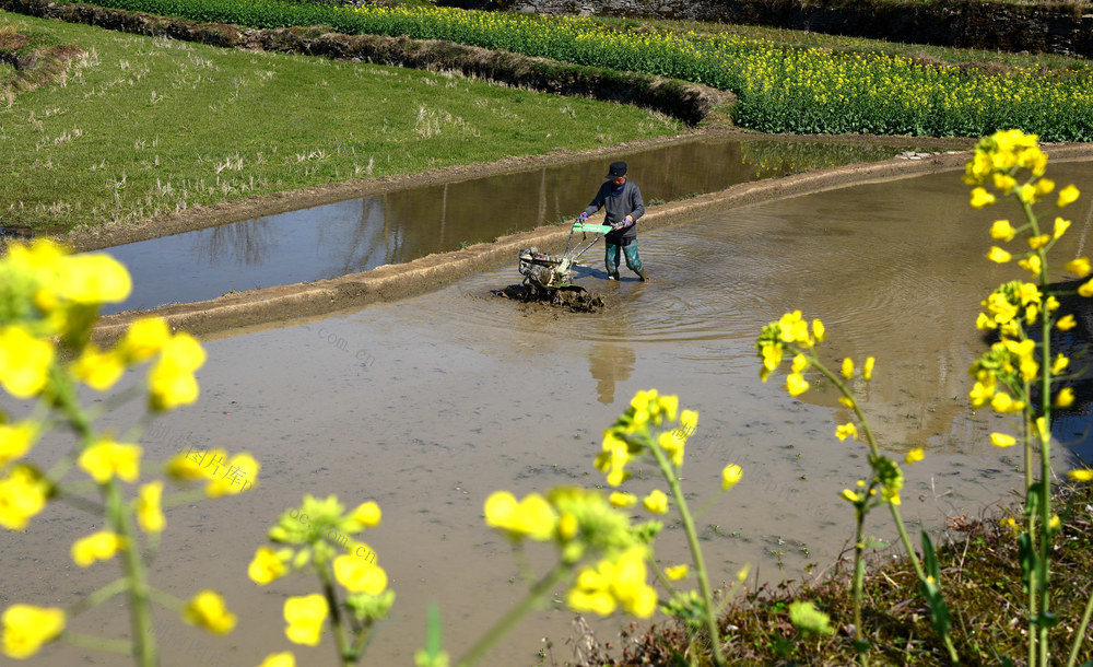 春分 农民 春耕 犁田 劳作