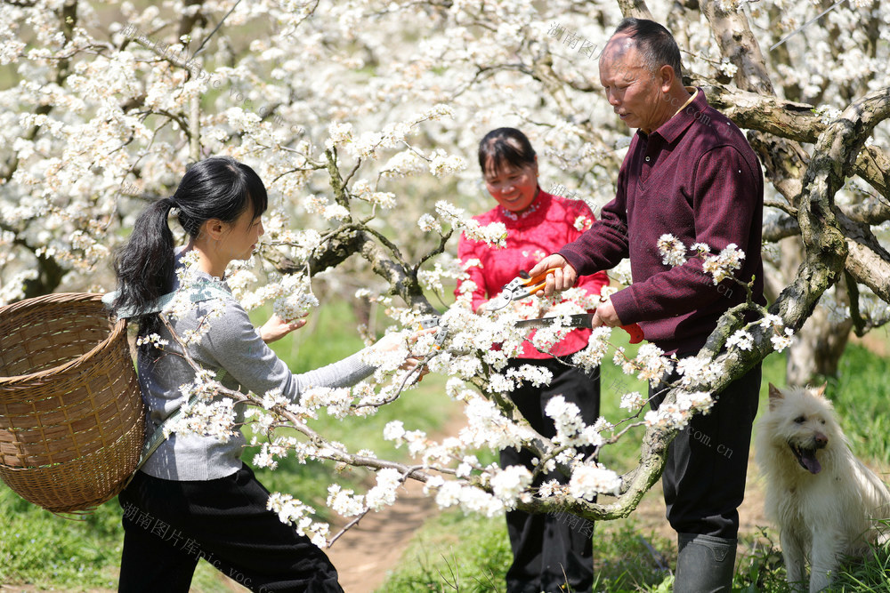 春暖花开 农事作业 果园 李花桃花 竞相绽放  春日画卷 发展 水果 种植产业 融合发展 农业转型 乡村振兴



