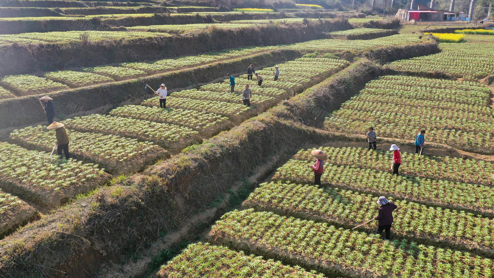 农业 春分 三农 春管 百合苗 百合