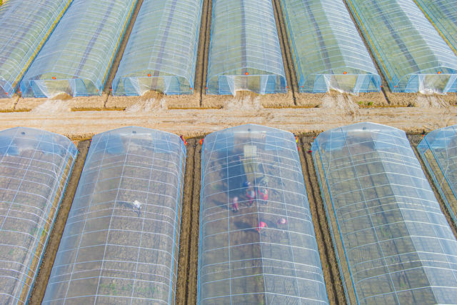 农业  农田   早稻  水稻   粮食   村民  经济  蔬菜  