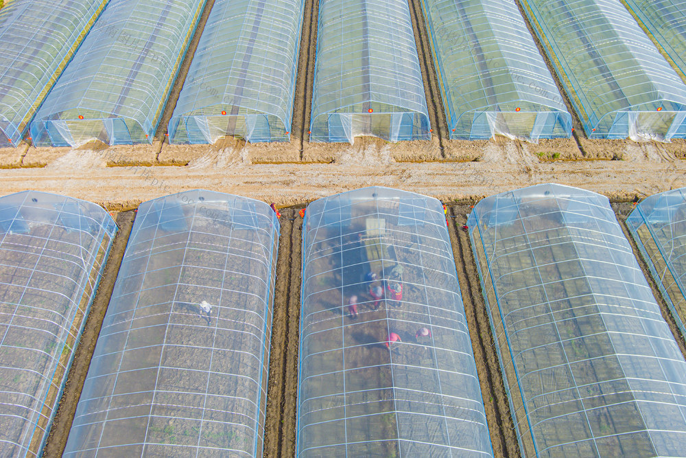 农业  农田   早稻  水稻   粮食   村民  经济  蔬菜  