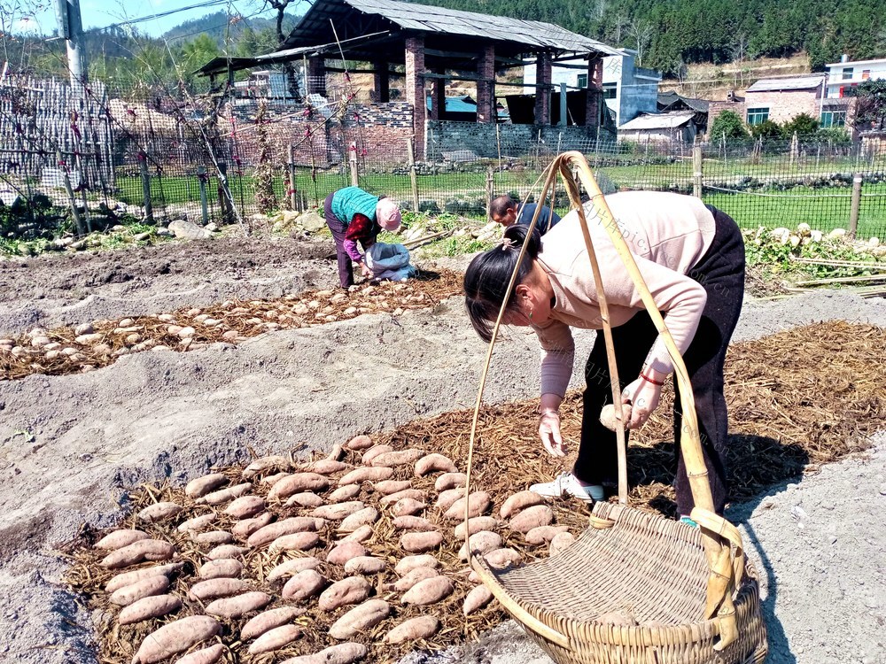 育苗 村民 创收