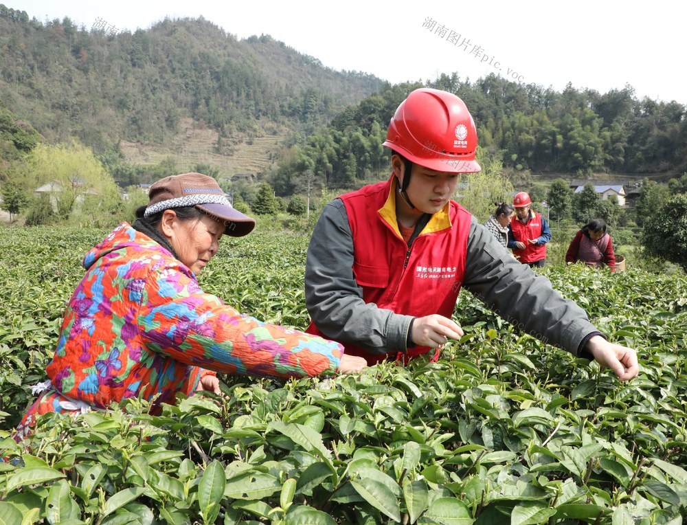  助农采茶保增收 