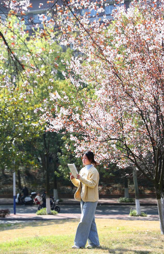 校园 春意 春色 春花 