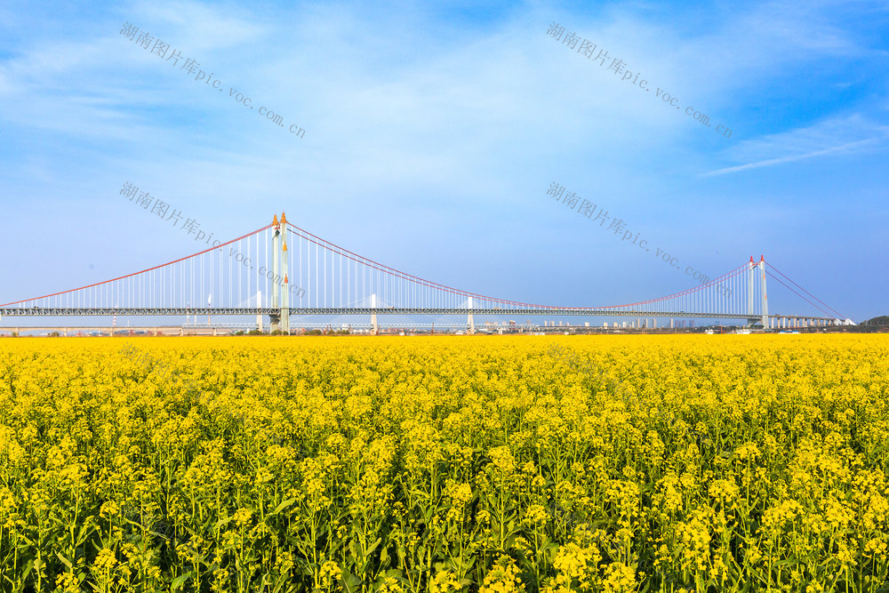 旅游，美景，春天，油菜花，岳阳旅游节