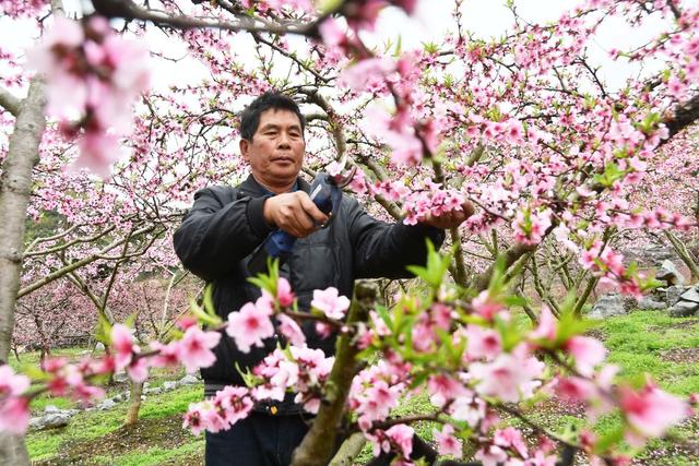  花香伴农忙