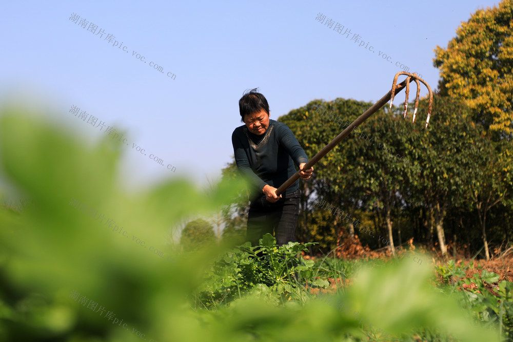 春分  农民  春耕  劳作  春管  田间