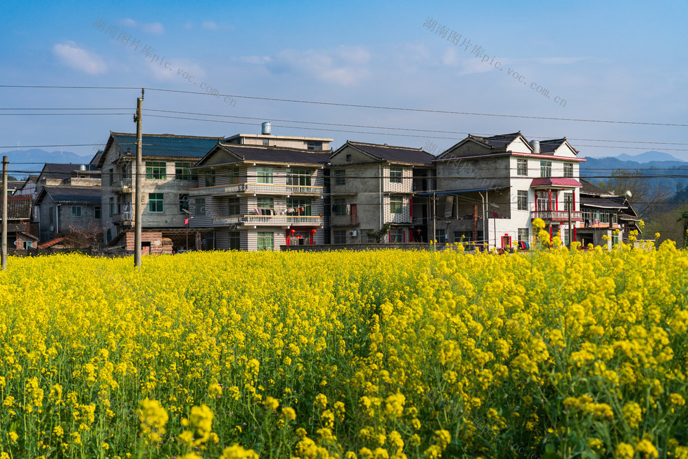 油菜花 乡村 田园风光 春季 花海 民居 自然 风景 农业 农田 村庄 传统建筑 房屋 户外 蓝天 生态 旅游 农村 植物 田野 春天
