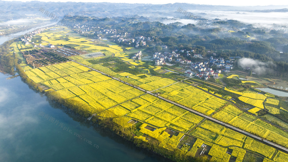 美丽乡村  春色如画  油菜花开