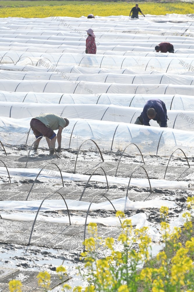 春天  早稻  集中育秧  粮食生产