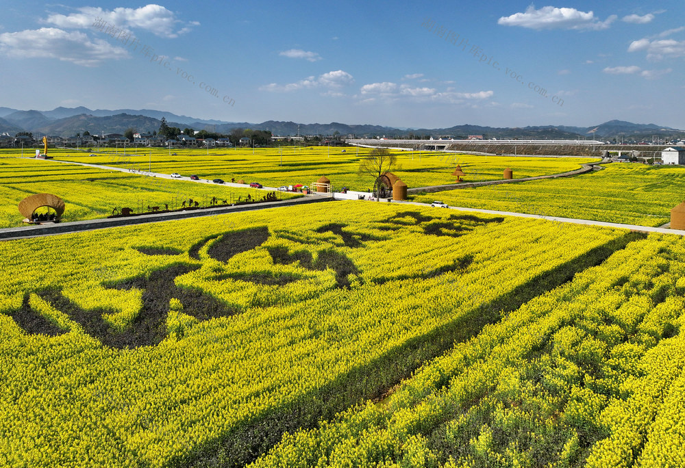 油菜花开游客来