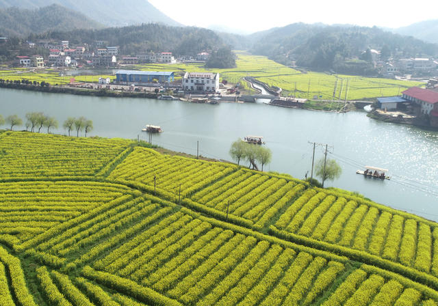 油菜花  春分时节  农村  三农工作  乡村振兴  产业发展  农民增收  旅游