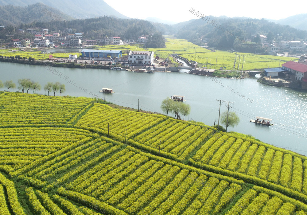 油菜花  春分时节  农村  三农工作  乡村振兴  产业发展  农民增收  旅游