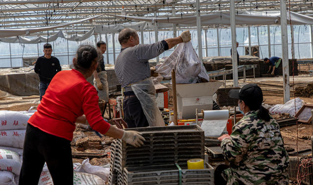 加紧  育苗  保春插