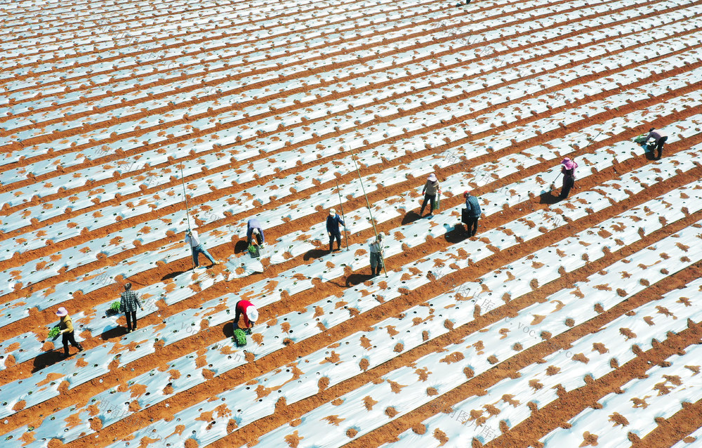 嘉禾：春种“椒”响曲