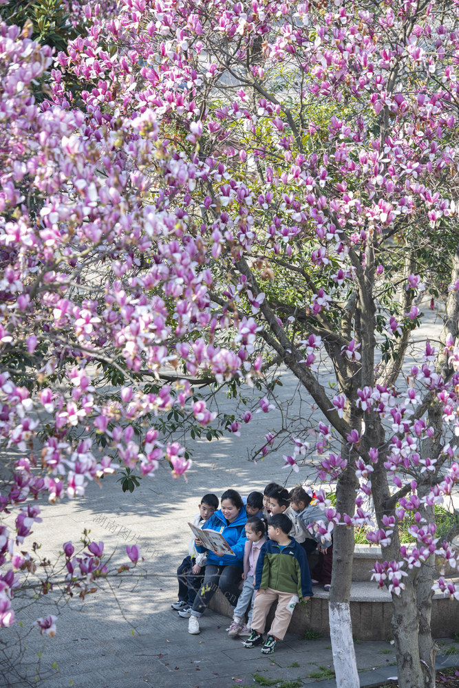 娄底 春日  风筝 玉兰花 阅读