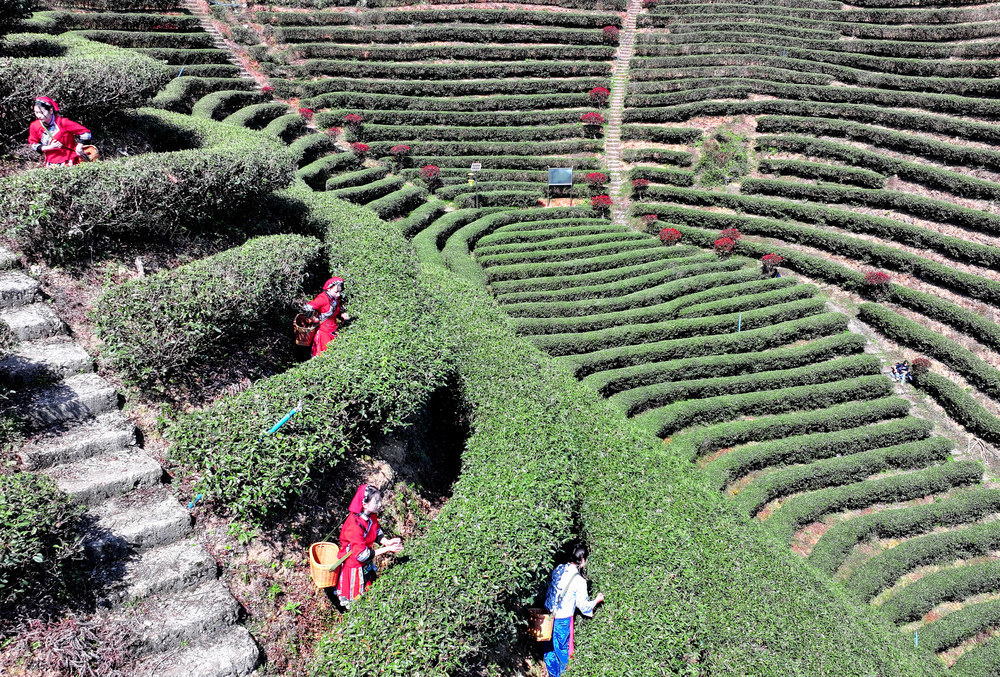 湖南桂东 文旅 产业 乡村振兴 茶园
