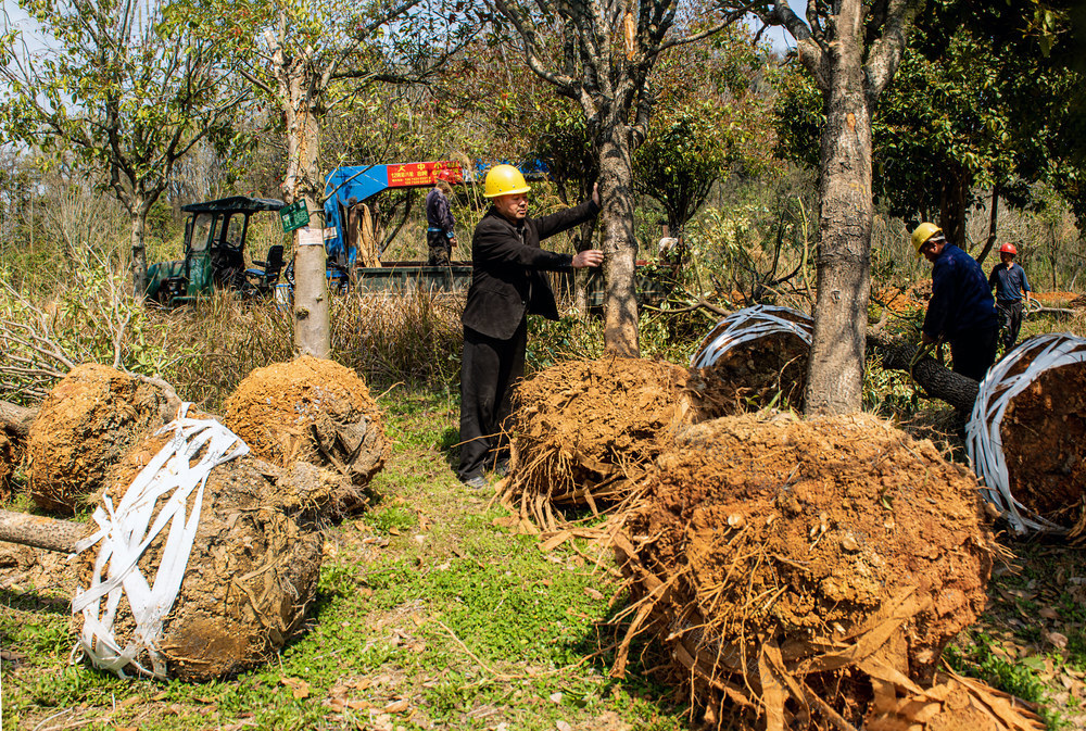 指数绿化     园林   功绩